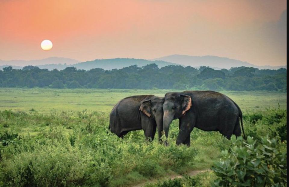 Photo of Udawalawe National Park 2/2 by 